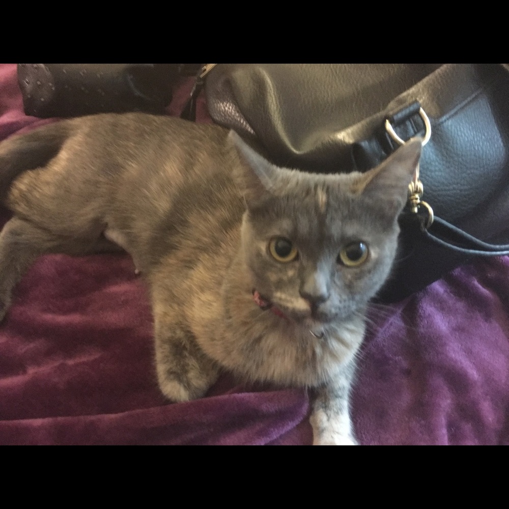 Meet your Posher, Leila